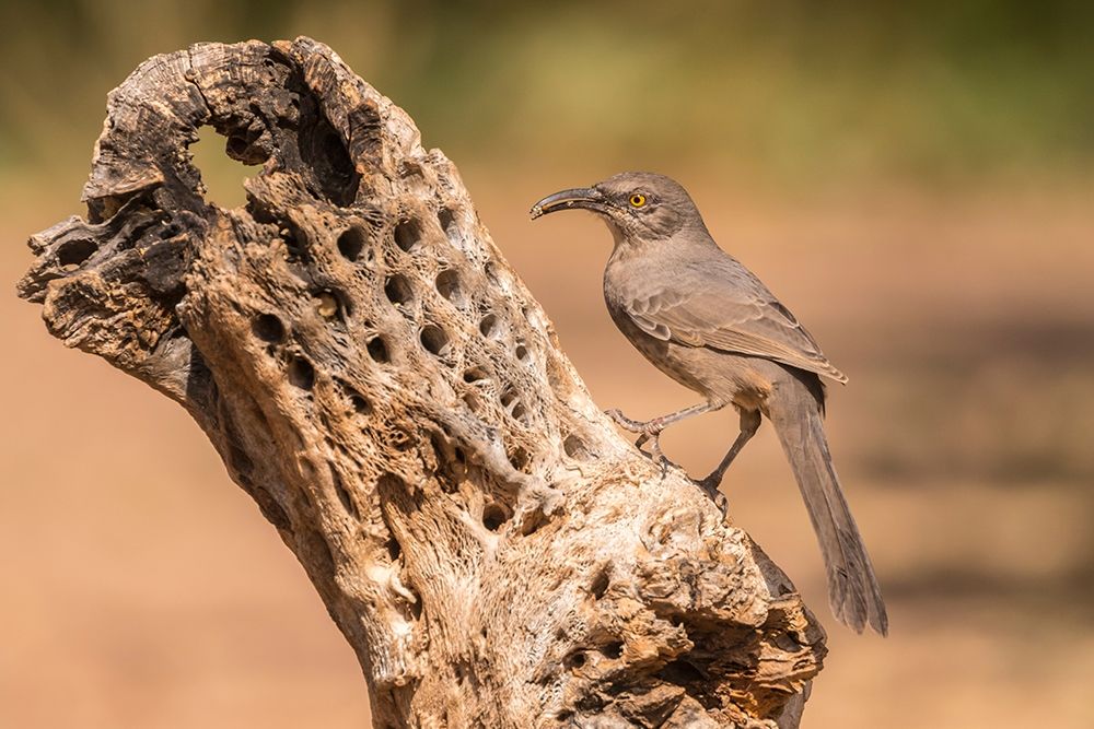 Arizona-Santa Cruz County Curve-billed thrasher feeding